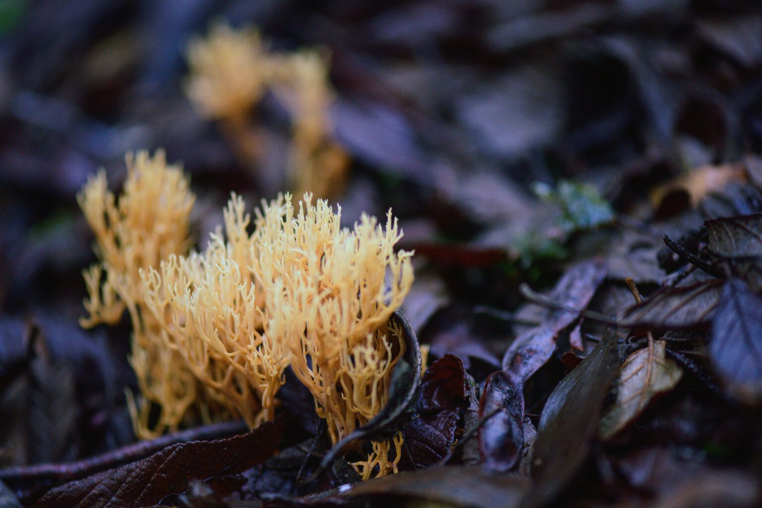 Close-up of coral fungi growing through fallen leaves in Mount Field, Tasmania's vibrant rainforest.